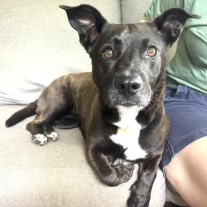 Mollie -s, Basset Hound / Black Labrador Retriever, young, available for adoption