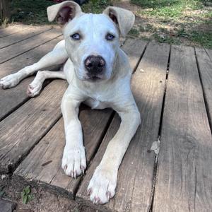 A white puppy with blue eyes lying on a wooden deck.