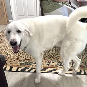 A white dog with a fluffy coat and a happy expression stands on a patterned rug. The dog's mouth is open, showing its tongue, and its tail is curled up. The background includes a wooden floor and a piece of furniture.