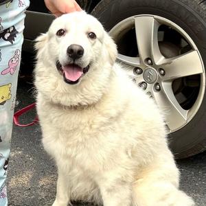 Artemis -s, Great Pyrenees / Mixed Breed, adult, available for adoption