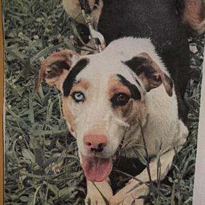A dog with a white and brown coat, blue eyes, and a pink tongue sticking out, lying on grass.