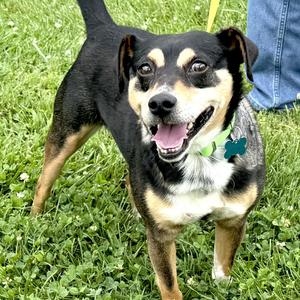 Eddie -s, Miniature Pinscher / Jack Russell Terrier, adult, available for adoption