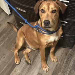 Benny, Mixed Breed, young, available for adoption