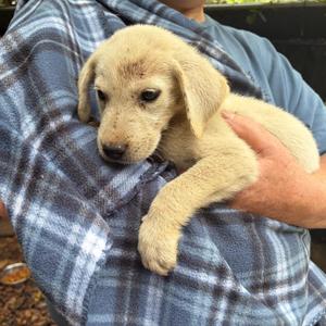 Amias, Great Pyrenees, puppy, available for adoption