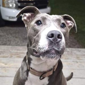 Bella -s, Boxer / American Bulldog, adult, available for adoption