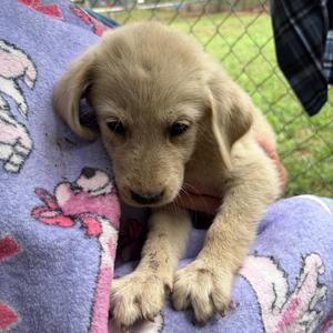 Ava, Great Pyrenees, puppy, available for adoption