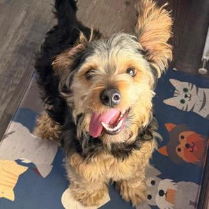 Benny, Yorkshire Terrier / Jack Russell Terrier, adult, available for adoption