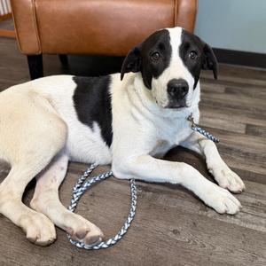 Bandit, Labrador Retriever / Great Pyrenees, young, available for adoption