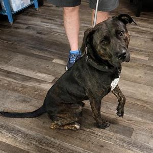 A black and brown brindle dog sitting on a wooden floor, looking up at the camera.