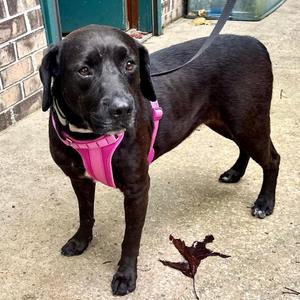 May -s, Black Labrador Retriever / Catahoula Leopard Dog, young, available for adoption