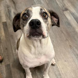 A close-up of a dog with a white and brown coat, looking directly at the camera with its ears perked up.