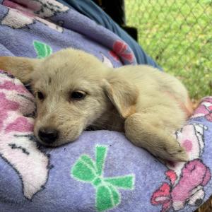 A light-colored puppy lying on a colorful blanket with floral patterns.