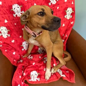 Calista, Mountain Cur, puppy, available for adoption
