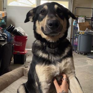 Bohdi, German Shepherd Dog, adult, available for adoption