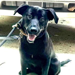 Miley -s, Black Labrador Retriever, young, available for adoption