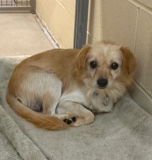 A small dog with light brown and white fur is lying on a gray blanket. The dog has large, dark eyes and floppy ears. It appears to be in a shelter or kennel setting, with a concrete floor and a metal gate in the background.