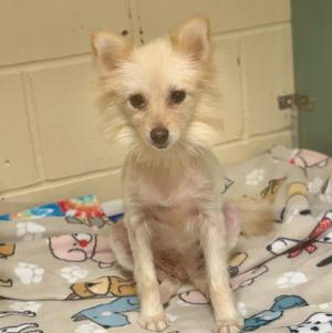 A small, light-colored dog sitting on a patterned blanket with paw prints and cartoon animals. The dog has fluffy fur and large, upright ears. The background is a tiled wall.