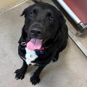Flanagan, Labrador Retriever/Flat-coated Retriever, young, available for adoption