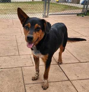 Bruno, Australian Cattle Dog/Heeler/German Shepherd Dog, young, available for adoption