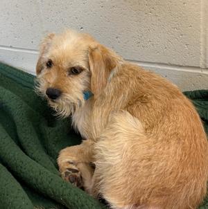 Mike, Terrier/Mixed Breed, young, available for adoption