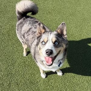 Thor, Husky/Pomeranian, adult, available for adoption