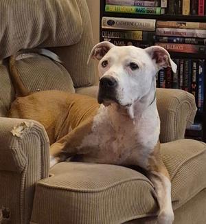 PJ, Terrier/Mixed Breed, senior, available for adoption