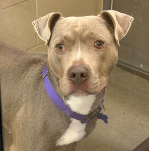 A brown dog with a white chest and a purple collar looking directly at the camera.