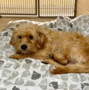 Bobby, Poodle (toy)/Mixed Breed, adult, available for adoption