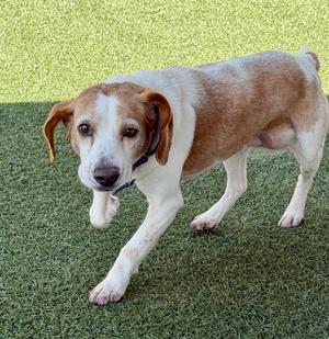 Marigold, Beagle, senior, available for adoption
