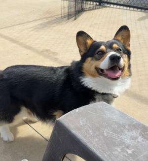 Finley, Corgi, young, available for adoption