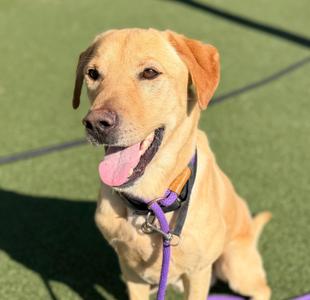 Gunner, Labrador Retriever, adult, available for adoption
