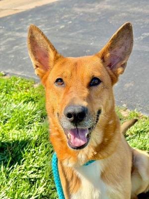 Dingo, Carolina Dog/Shepherd, adult, available for adoption