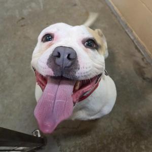 A white dog with a pink tongue sticking out, looking up at the camera.