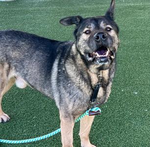 Howard, Norwegian Elkhound/Mixed Breed, senior, available for adoption