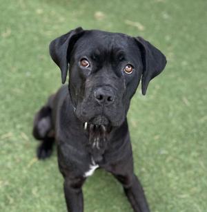 FloJo, Boxer/Cane Corso Mastiff, adult, available for adoption