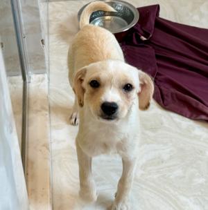 Alice, Chihuahua/Mixed Breed, puppy, available for adoption