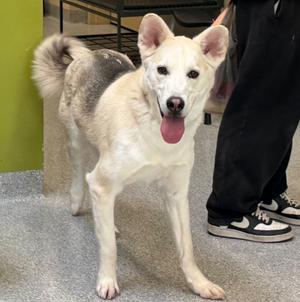 Coco, Shepherd/Husky, young, available for adoption