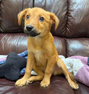 Miranda, Hound/Australian Shepherd, puppy, available for adoption