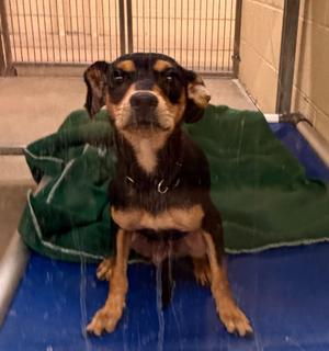 Carol, Chihuahua/Mixed Breed, young, available for adoption