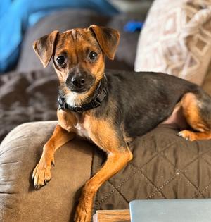 Jan, Chihuahua/Mixed Breed, young, available for adoption