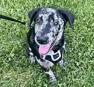 Millie, Australian Cattle Dog/Heeler/Mixed Breed, adult, available for adoption