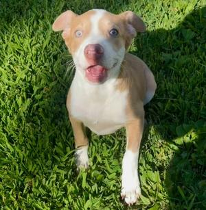 Benny, Pit Bull Terrier/Labrador Retriever, puppy, available for adoption