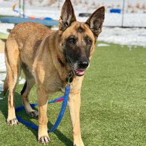 Dixie Mill, German Shepherd Dog/Belgian Malinois, adult, available for adoption