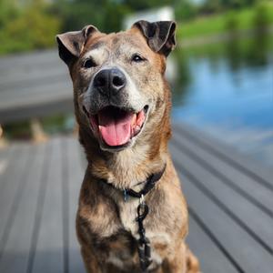 Stoick, Terrier/Mixed Breed, senior, available for adoption