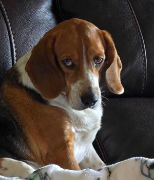 Dudley, Beagle/Mixed Breed, adult, available for adoption