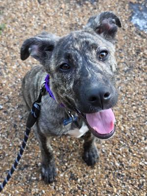 A brindle dog with a purple collar and leash, looking up with its tongue out.
