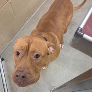 A sad-looking brown pit bull dog standing on a concrete floor, possibly in a shelter.