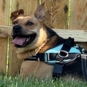 Jessie, Beagle/Shepherd, young, available for adoption