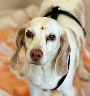 Copper, Beagle, senior, available for adoption