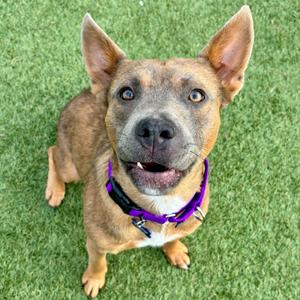 A brown and black dog with a purple collar standing on green grass, looking up at the camera with its mouth open.